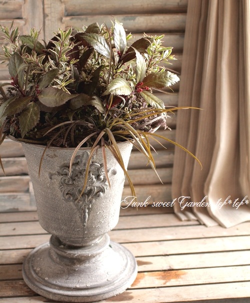 <i>Hebe 'Explosion'</i><BR><BR>������ء��١�<BR>�إ������ץ���������