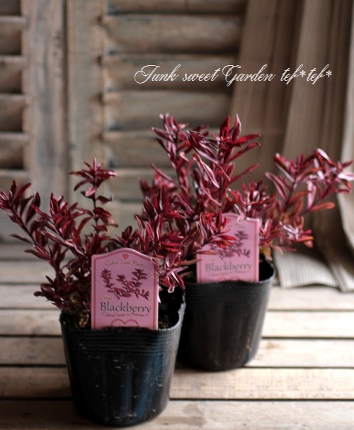 <i>Hebe 'Blackberry'</i><BR><BR>������ء��١�<BR>�إ֥�å��٥꡼��