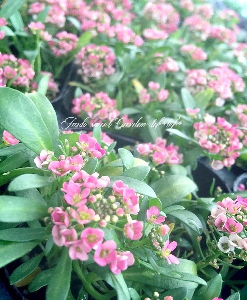 <i>Lobularia hybrid</i><BR><BR>�������ȡ�����å��� �إ��åѡ���