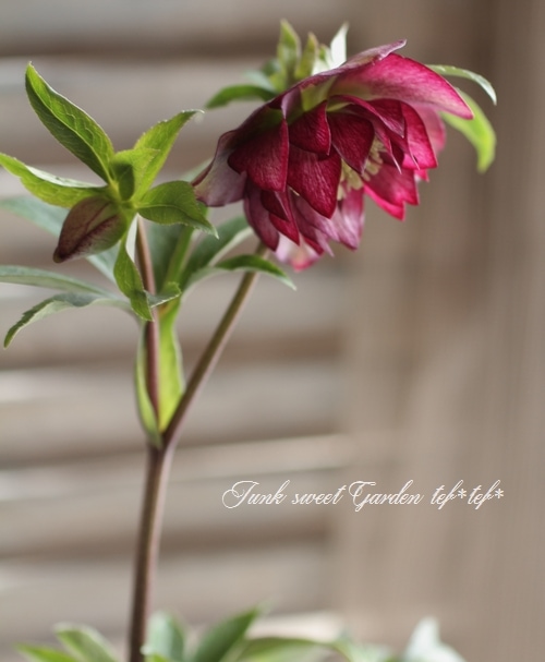 愛知県・麻野間園芸さんの<BR>クリスマスローズ・開花株！5号株