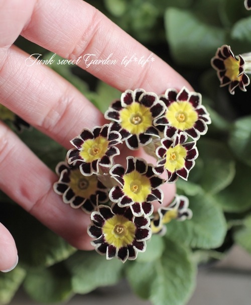 <i>Primula</i><BR><BR>����ƥ������ץ���<BR>����ϡإ���С��졼����