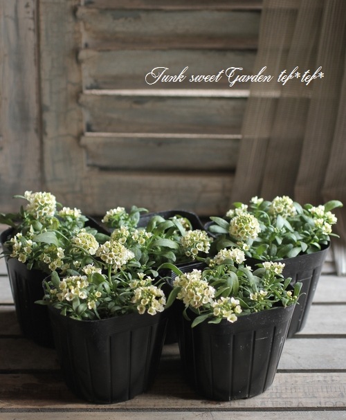 <i>Lobularia hybrid</i><BR><BR>ȡå إܥ꡼