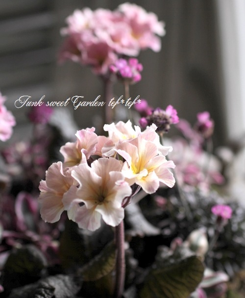 tef*tef*�󤻿���<BR>2015 * no23. *<BR><BR>Ƽ�եץ���ߥ֥ꥭ���å�