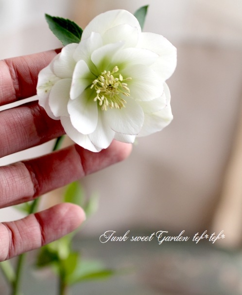 Ȭ�ź餭���ꥹ�ޥ����������إϥ��֥�åȡٴ󤻿���������������������