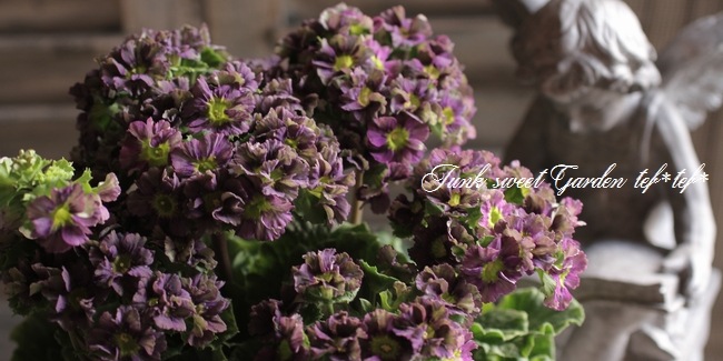 <i>Purimura obconica</i><BR><BR>�ץ��顦���֥��˥��ʥ����饽����<BR>Ķ���������ʼ�إ��졼�ѡ��ץ뿧��