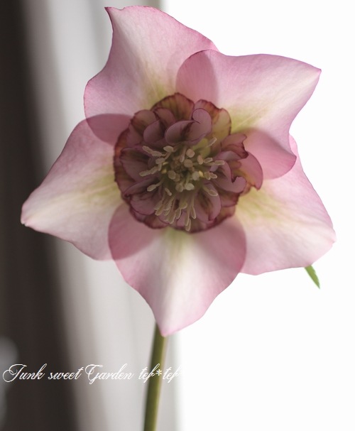 i>Helleborus hybridus</i><BR><BR>寄せ植えサイズ<BR>セミダブル咲き