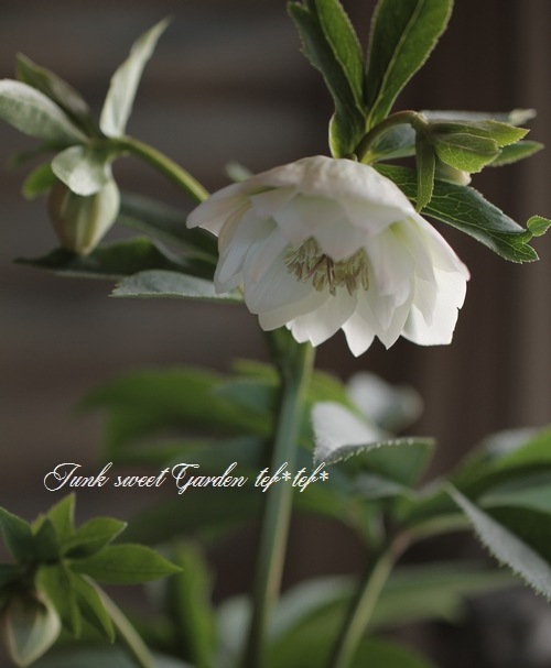 無農薬★クリスマスローズ特大株✿蕾付き ✿約40センチ位の苗✿花芽沢山！ 大和園・佐藤さん作出<BR>クリスマスローズ・開花株！5号鉢<BR