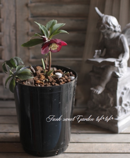 ご確認用　ローズレース　クリスマス向け真っ赤　黒　お洒落な花柄 ご確認用 ローズレース クリスマス向け真っ赤 黒 お洒落な花柄 ご確認用