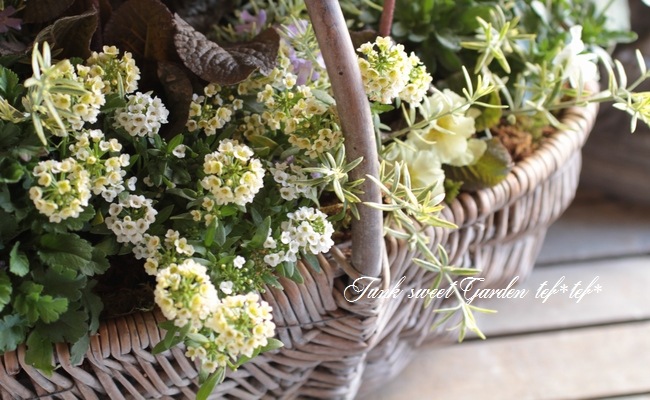 tef*tef*�󤻿���<BR>2015 * no30 *<BR><BR>���꡼��ߥѡ��ץ�֤���