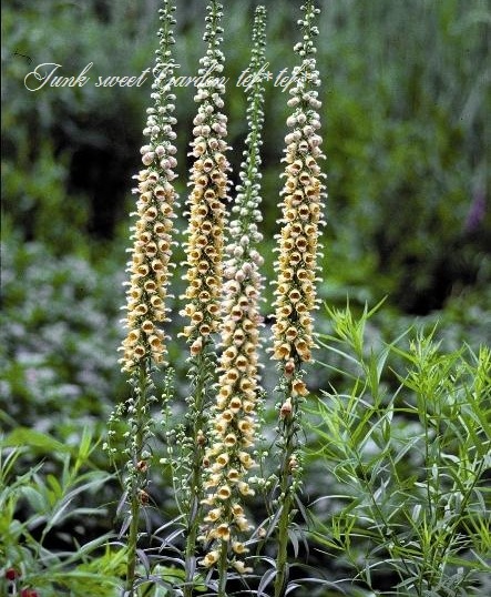 <i>Digitalis obscura</i><BR><BR>�������ꥹ���ե��륮�ͥ�<BR>�إ���С��ϥ���ɡ�