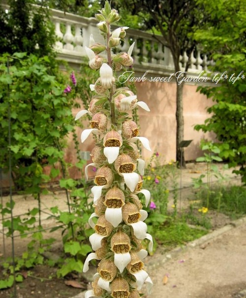 <i>Digitalis lanata</i><BR><BR>�������ꥹ���饿����<BR>�إ��ե����꡼���