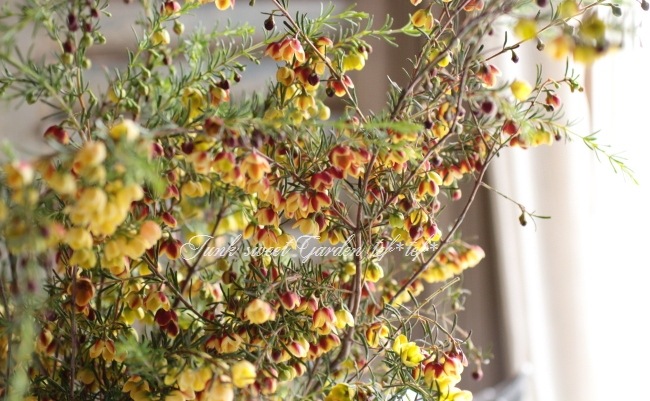 <i>Boronia ��Harlequin��</i> <BR><BR>���NO1���ܥ��˥�<BR>�إϡ��졼������� No.2