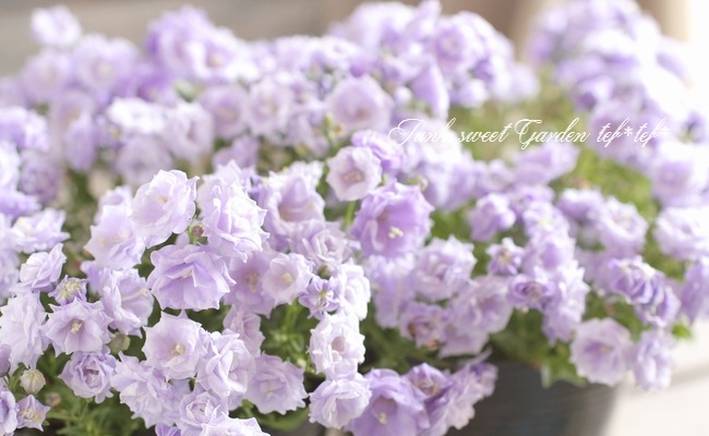 ☆良品☆スポード　カンパニュラ　CAMPANULA　デザートプレート　6枚 新発売】「ザ カンパネラ 東京」、チョコレートの甘さとキャラメルの