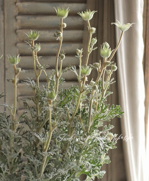 <i>Actinotus helianthi</i><BR><BR>�ե��ͥ�ե�<BR>�إե��󥷡����Ρ���