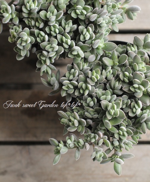<i>Crassula remota</i><BR><BR>¿ʪ<BR>å顡إ⡼