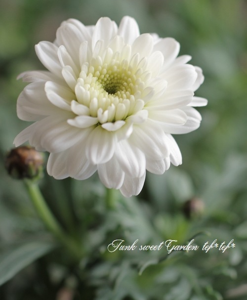 <i>Argyranthemum</i><BR><BR>���ʼ�ޡ�����å�<BR>�إޥ륳���å���
