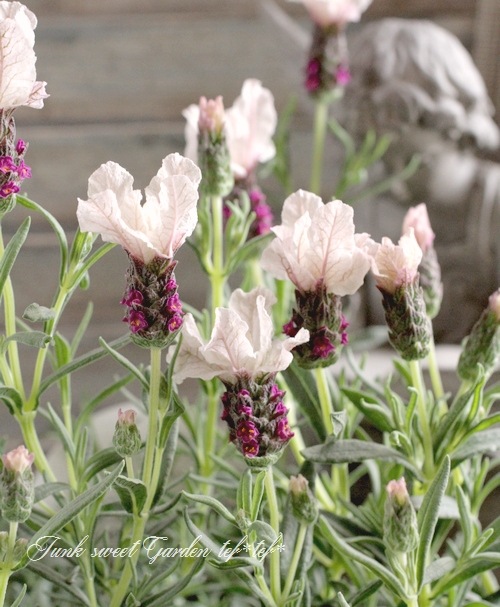 ラベンダー・ラッフルズ 『スイートベリー』 | すべての商品 | | Junk