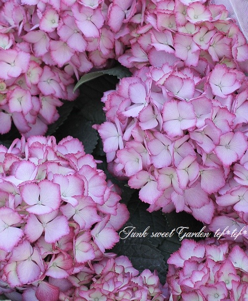 i>Hydrangea 'soleil purple'</i><BR><BR>赤ピコティ秋色西洋紫陽花<BR