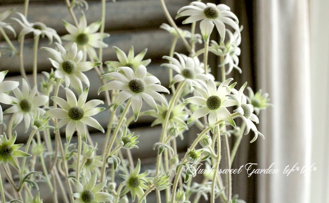 <i>Actinotus helianthi<BR><BR>�����ʼ�ե��ͥ�ե��إԥԡ�