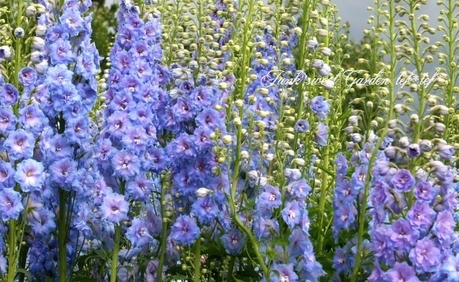 <i>Delphinium</i><BR><BR>�ǥ�ե��˥��ࡦ���֥�<BR>�إ֥롼�졼����
