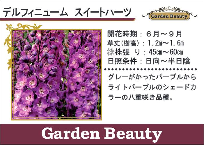 <i>Delphinium</i><BR><BR>�ǥ�ե��˥��ࡦ���֥�<BR>�إ������ȥϡ��ȡ�