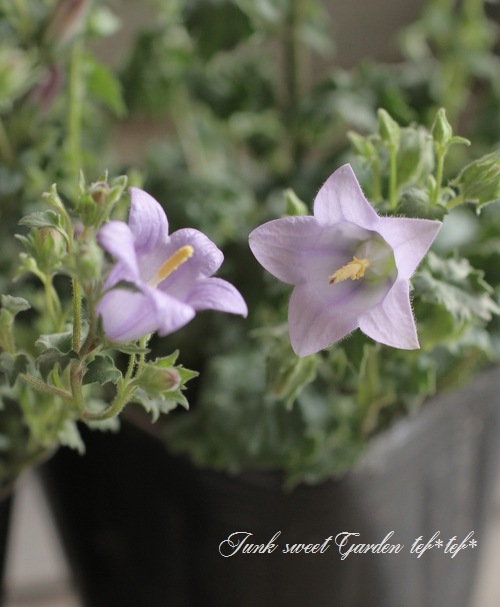 i>Symphyandra zanzegura</i><BR><BR>シンフィアンドラ<BR