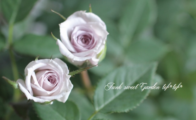 �ߥ˥Х顡�إ����󥿡��ޥ��å��١�����