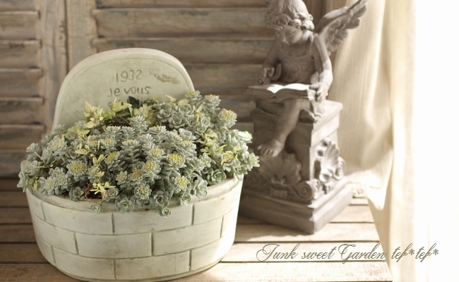 ＊美苗＊No.461 ❁アイススピリッツ❁ 抜き苗 多肉植物 寄せ植え 美苗＊No.461 ❁アイススピリッツ❁ 抜き苗 多肉植物 寄せ植え 美苗＊