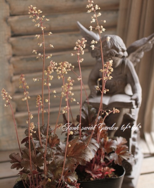 <i>Heuchera hybrid</i><BR><BR>ҥ塼<BR> إСǥ