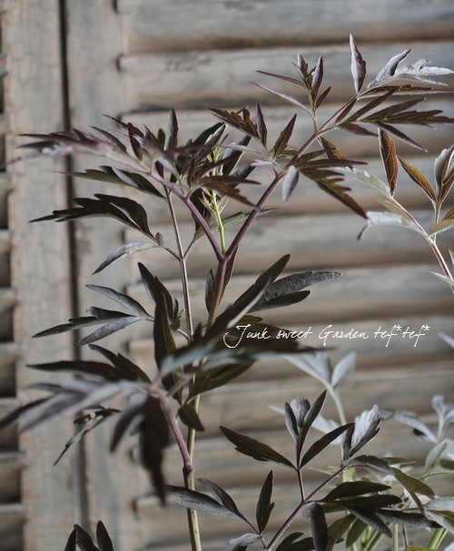<i>Sambucus nigra</i><BR><BR>�������ڡ�����֥���<BR>�إ֥�å��졼����<BR>��̾�����Υ˥�ȥ���