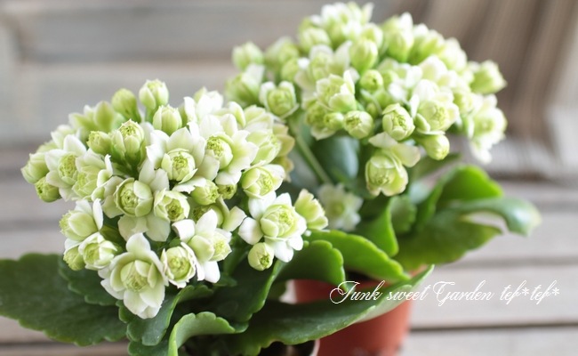 <i>Kalanchoe</i><BR><BR>äο<BR>󥳥<BR>إѥ-륰꡼-