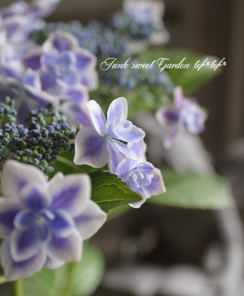 コンペイトウページ① ガクアジサイ コンペイトウ 写真素材 [4495494] - フォトライブラリー