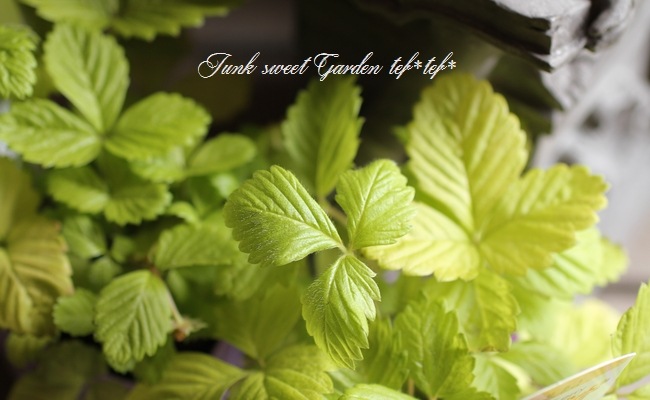 <i>Fragaria vesca</i><BR><BR>�磻��ɥ��ȥ��٥꡼<BR>�ؤ椦�ӥ�����ɡ�