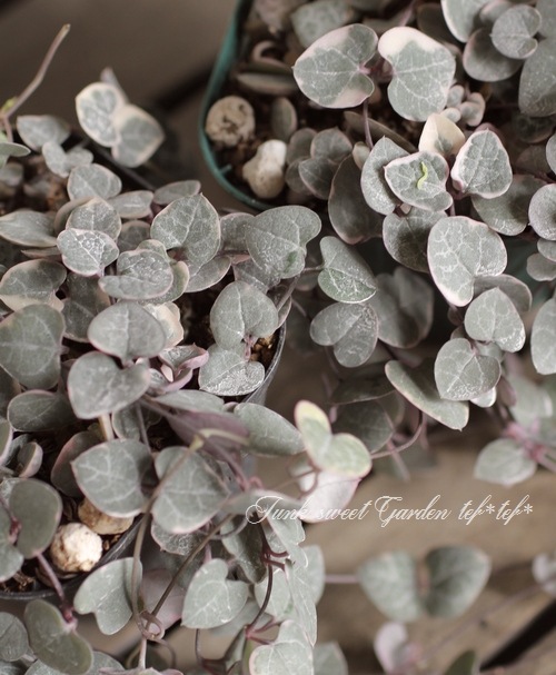 多肉植物】 斑入りハートカズラ セロペギア 『レディハート』 | すべて