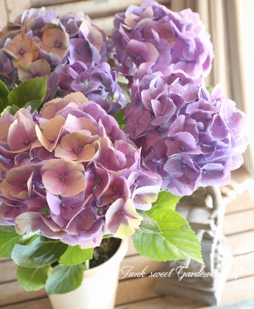 i>Hydrangea</i><BR><BR>秋色紫陽花<BR>カメレオン『大空』<BR>ブルー