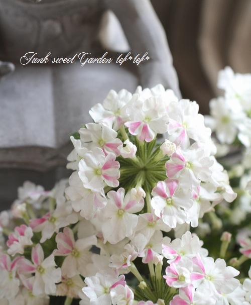 <i>Verbena spp.</i><BR><BR>���ܷϽɺ��С��٥�<BR>�إۥ磻�ȥѥե���
