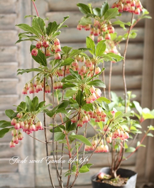 <i> Enkianthus perulatus</i><BR><BR>���ȹ��ӥɥ�����ĥĥ�