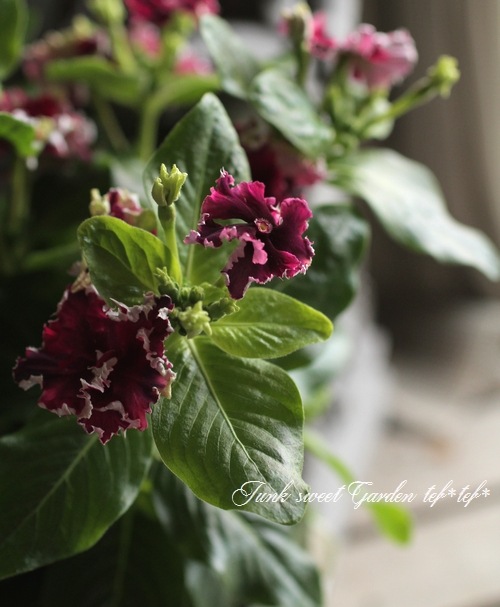 <i>Catharanthus roseus</i><BR><BR>�˥��˥�����<BR>�ե�󥸥ӥ�<BR>�إ磻��ե�󥸡�