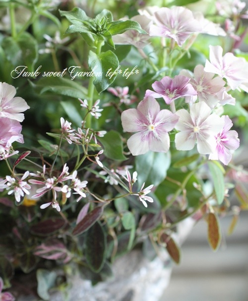 tef*tef*󤻿<BR>2015 * no67 *<BR><BR>꡼֥