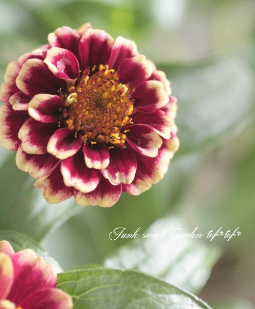 <i>Zinnia haageana</i><BR><BR>ƥʿ礤<BR>˥ƥå<BR>إСǥ