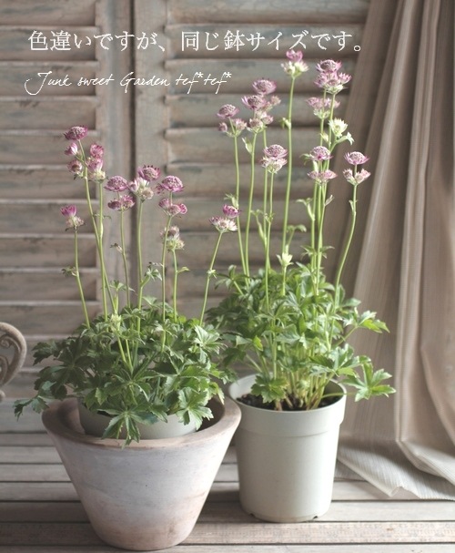 アストランチャ ムーランルージュ すべての商品 Junk Sweet Garden Tef Tef