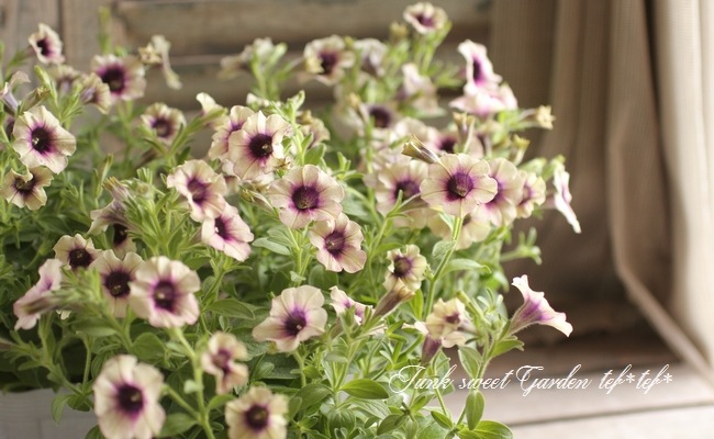 <i>Petunia x hybrida</i><BR><BR>�ڥ���˥����襳�ϥ�<BR>�إԡ����ե���ǡ�������