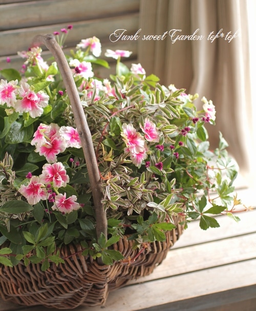 北島園芸オリジナル】 ニチニチソウ 『アフロディーテ』 | すべての