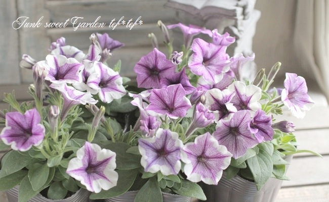 <i>Petunia��hybrida</i><BR><BR>�ڥ���˥����ץ쥸�㡼<BR>�إۥ磻�ȥ�٥������������
