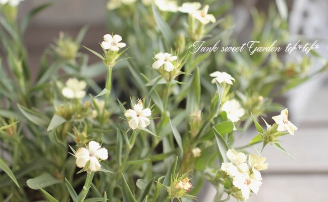 i>Dianthus knappii</i><BR><BR>宿根ナデシコ<BR>ダイアンサス