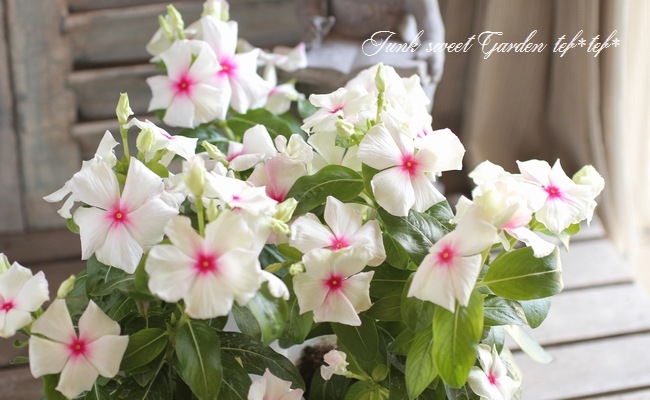 <i>Catharanthus roseus</i><BR><BR>�˥��˥�����<BR>�إ��ޡ��ߥ�ȡ���åɥ�����