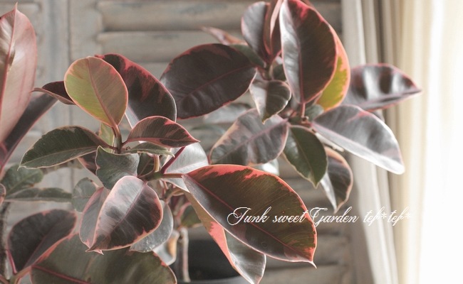 ★人気★Ficus altissima フィカス アルテシマ I インドアプランツ I プラントソサエティ