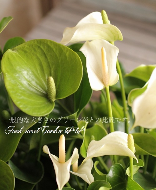 <i>Anthurium</i><BR><BR>* տʪ *󥹥ꥦ<BR>إۥ磻ȥԥ