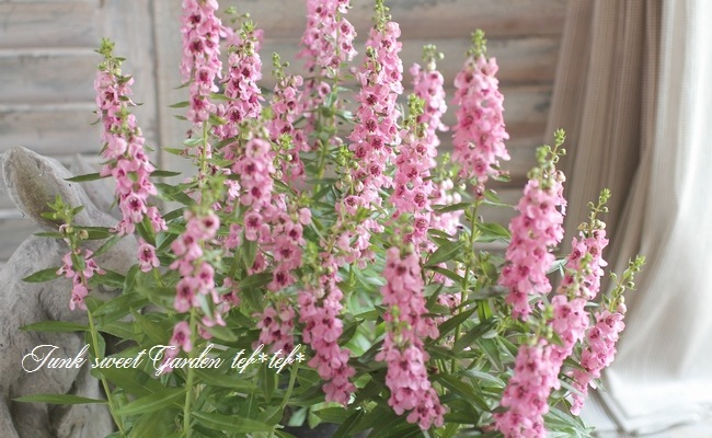 <i>Angelonia angustifolia</i><BR><BR>���󥲥��˥�<BR>�إԥ󥯡�