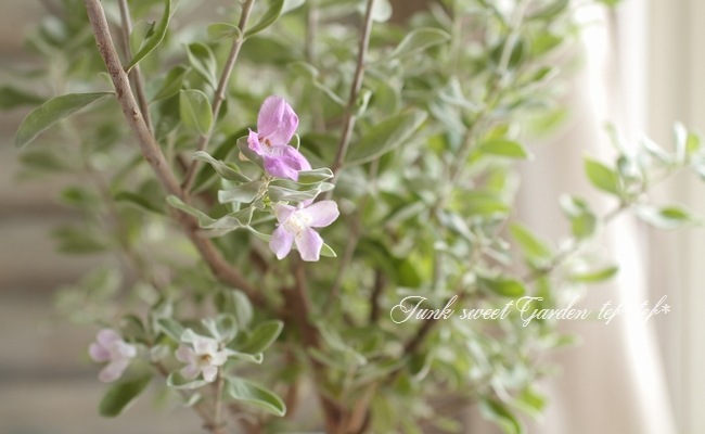 レウコフィルム フルテッセンス すべての商品 Junk Sweet Garden Tef Tef